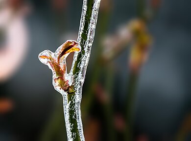 Nahaufnahme eines Rosenstiels mit einem kleinen Blatt, das von einer Eisschicht umhüllt ist
